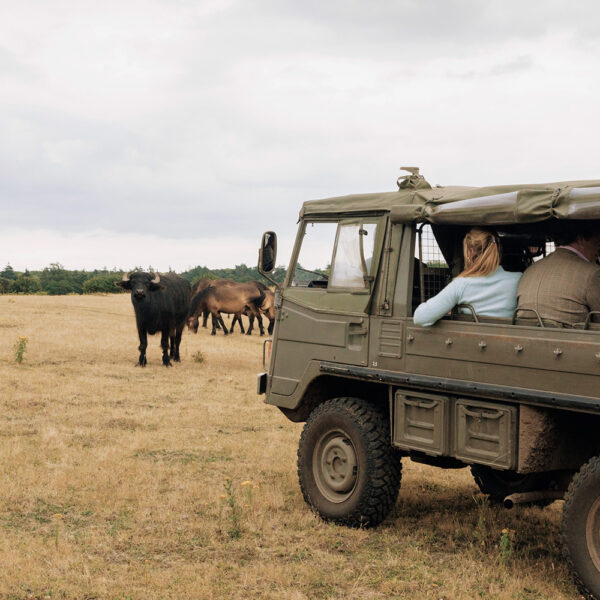 Jeep Safari
