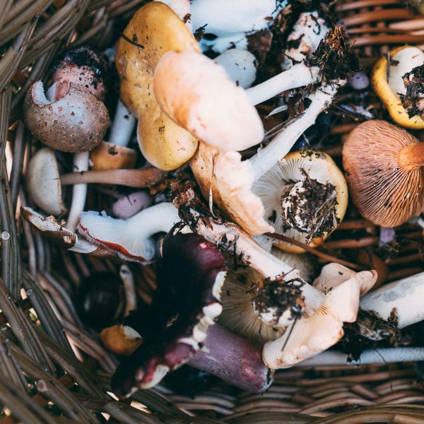 Foraging Tour